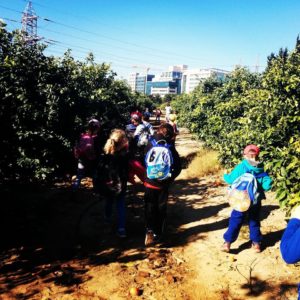 קוטפים אשכוליות אדומות בפרדס